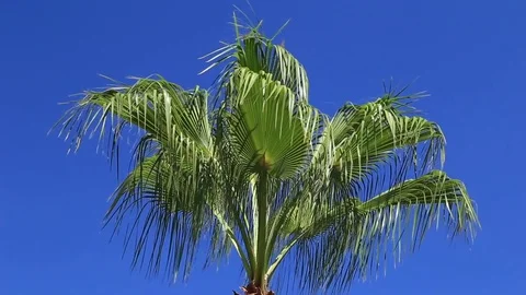 Palm trees against the blue sky Stock Footage 80219042