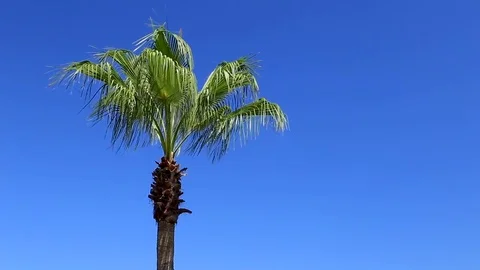 Palm trees against the blue sky Video stock 80219223