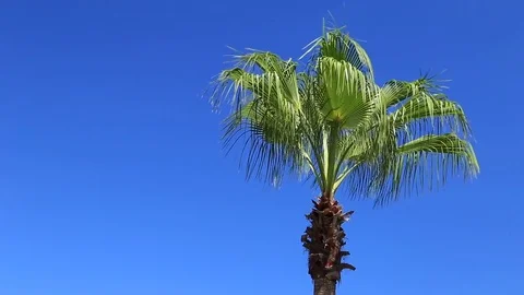 Palm trees against the blue sky Video stock 80219340