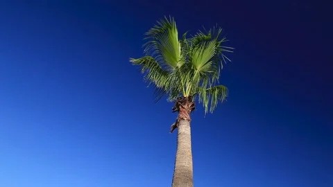Palm trees against the blue sky Stock Footage 80219664