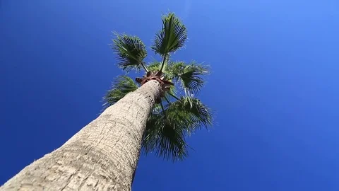 Palm trees against the blue sky Video stock 80219787