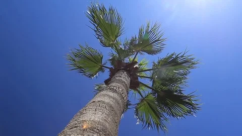 Palm trees against the blue sky Video stock 80220079
