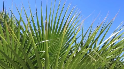 Palm trees against the blue sky Stock Footage 80220223