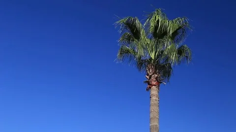 Palm trees against the blue sky Video stock 80220307
