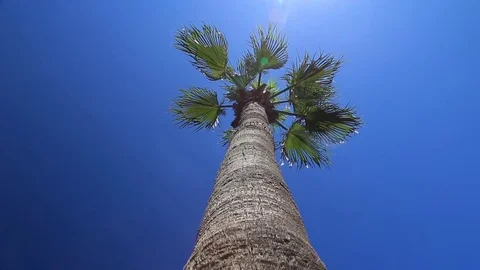 Palm trees against the blue sky Video stock 80220378