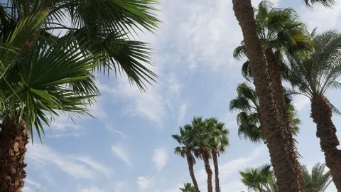 Palm trees against the blue sky with floating clouds. Timelapse. Video stock 88727210