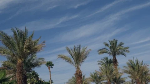 Palm trees against the blue sky with floating clouds. Timelapse. Video stock 88768294