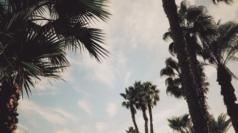 Palm trees against the blue sky with floating clouds. Timelapse. Stock Footage 89259970