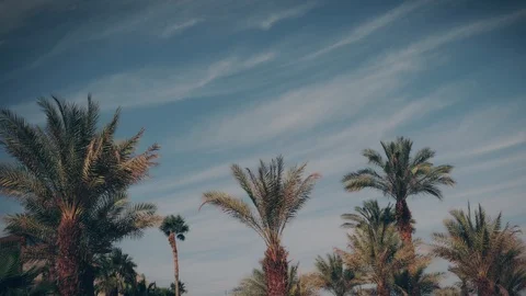 Palm trees against the blue sky with floating clouds. Timelapse. 스톡 동영상 89304953