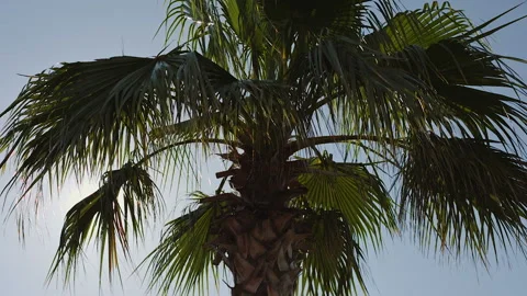 Palm trees against the blue sky with white clouds Stock Footage 102331685