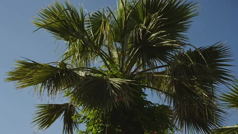 Palm trees against the blue sky with white clouds Stock Footage 102331828