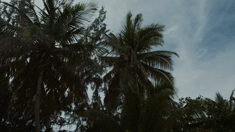 Palm trees against the blue sky with white clouds Stock Footage 102333308