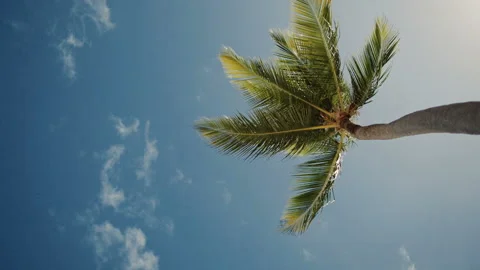 Palm trees against the blue sky with white clouds Stock Footage 102335532