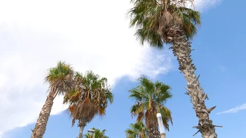 Palm trees against blue sky at Barceloneta Beach, Barcelona Stock Footage 102431181