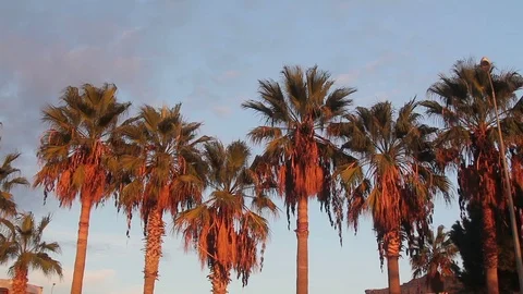 Palm trees against blue sky Stock Footage 120414626