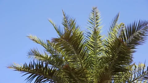 Palm trees against the blue sky at sunset. Video stock 150417563