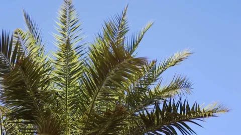 Palm trees against the blue sky at sunset. Video stock 150417613