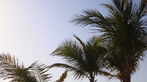 Palm trees against the blue sky at sunset. Stock-Footage 150417873
