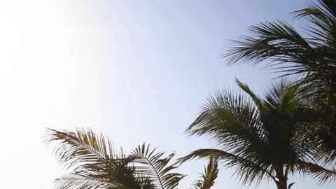 Palm trees against the blue sky at sunset. Stock Footage 150417929