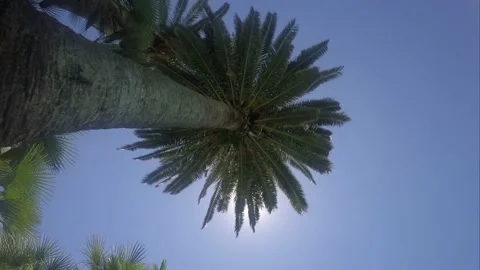 Palm trees against a blue sky with, a ray of the sun breaks through tree branche Stock Footage