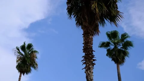 Palm trees against blue sky in the wind, footage. Stock Footage 206266826
