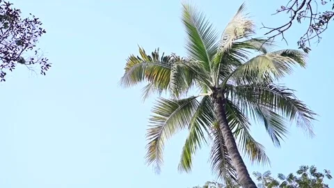 Palm trees against blue sky. Palm tree in the sunshine and wind. Exotic Cilmate  Stock Footage 230157448