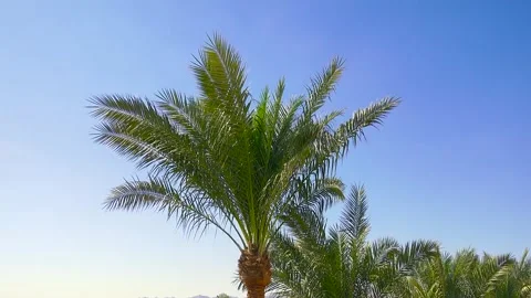 Palm trees against the blue sky. Stock Footage 296509472