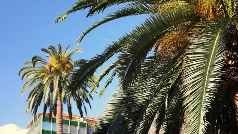 Palm trees against the blue sky Stock Footage 302765136