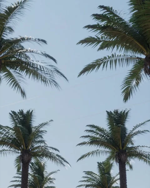Palm trees against blue sky Stock Footage 331146842