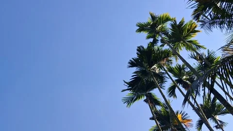 Palm Trees Against Blue Sky Vídeo Stock 331658595