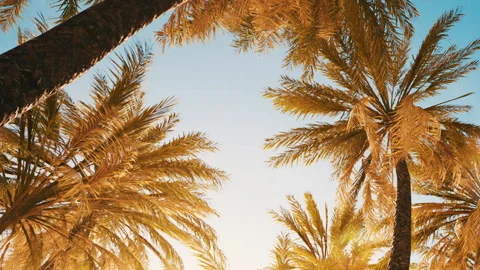 Palm trees against blue sky at sunset in a tropical location Stock Footage 345053769