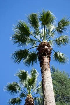 Palm trees against the blue sky Stock Photos