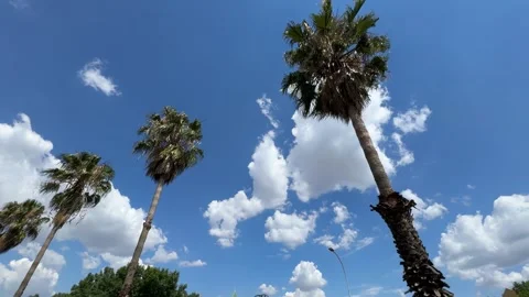  Palm trees against a clear blue sky, Johannesburg Stock Footage 323095101
