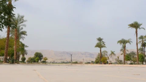 Palm Trees Against Clear Sky Stock Footage 128235147