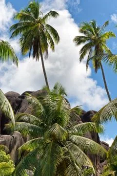 Palm trees against cloudy blue sky Stock Photos
