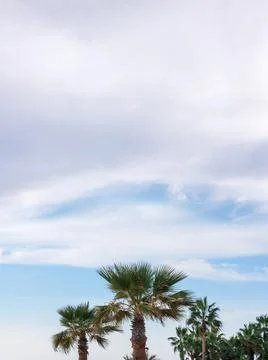 Palm trees against cloudy sky in mediterranean coastal town.  Minimal outdo.. Stock Photos