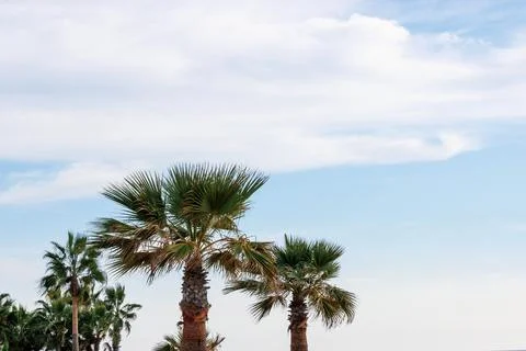 Palm trees against cloudy sky in mediterranean coastal town.  Minimal outdo.. Stock Photos