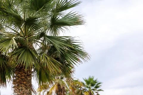 Palm trees against cloudy sky in mediterranean coastal garden  in Paphos, C.. Stock Photos