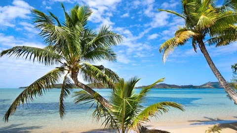 Palm trees against crystal clear ocean in bright sunny day Stock Footage 101825392
