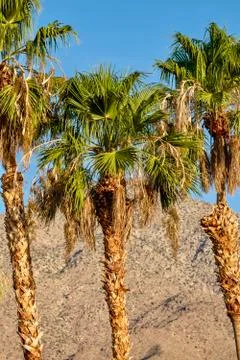 Palm trees against a desert landscape Stock Photos