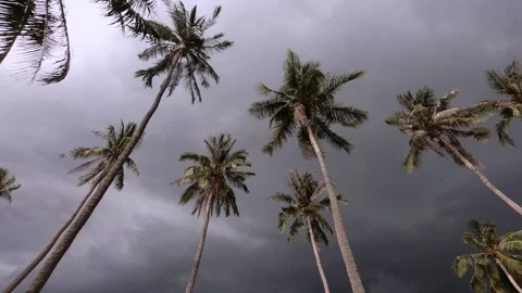Palm trees against dramatic sky Stock Footage 130662270