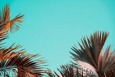 Palm trees against the empty blue sky. Stock Photos