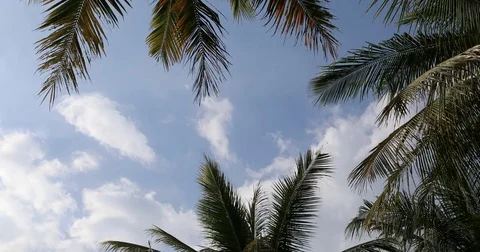 Palm trees against floating sky Stock Footage 73112629