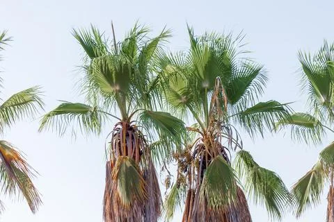 Palm Trees Against Light Blue Sky Stock Photos