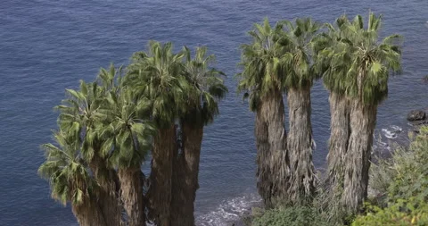 Palm trees against the ocean, 4K Stock Footage 246389533