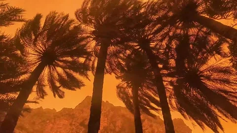 Palm trees against orange sky of red dust storm erminio crete Stock Footage 333070570