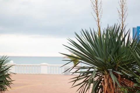 Palm trees against sea Stock Photos