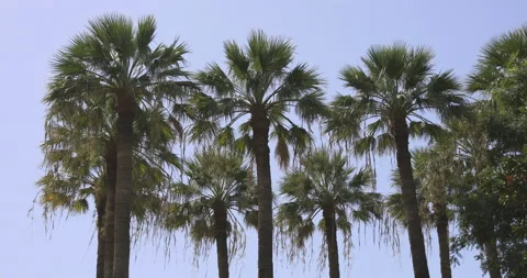 Palm trees against the sky, 4K Stock Footage 221269318
