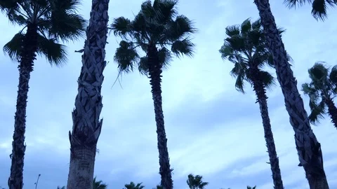 Palm trees against the sky. The camera is in motion. Stockbeeldmateriaal 122323015