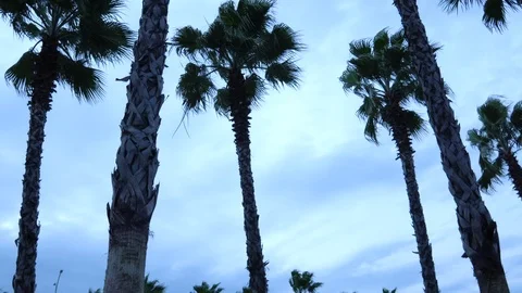 Palm trees against the sky. The camera is in motion. Stockbeeldmateriaal 122323048